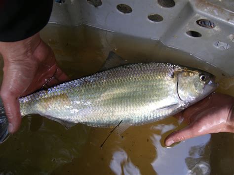 Reconnecting with Nature: Exploring the Lagoon Tributary's Magical Shad